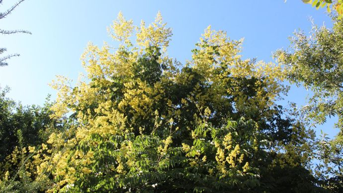 Koelreuteria bipinata : sa floraison tardive est intéressante juste avant l’hiver. ©Y. Darricau